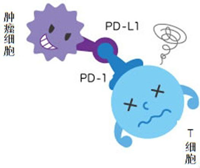 PD-1抑制劑治療肺癌長期生存率首次公佈