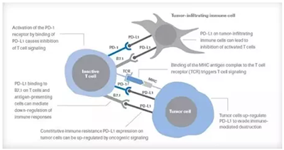 PD-L1/PD-1通路原理介绍